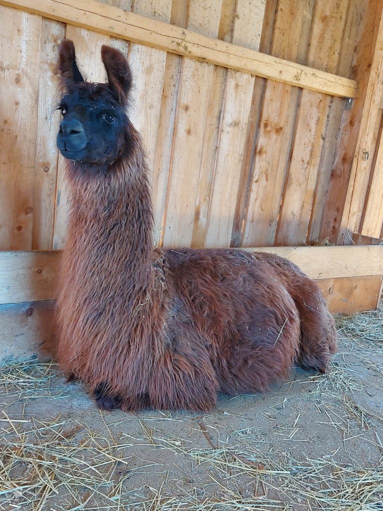 Lama Funny